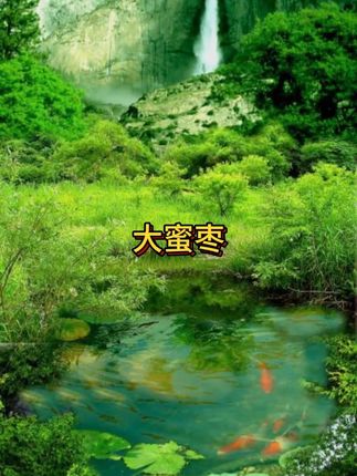 一年就一季的灵武长枣终于上市,现摘现发,九分甜一分酸,一口爆汁,儿时野枣的味道#水果  #鲜枣  #灵武长枣  #好物推荐