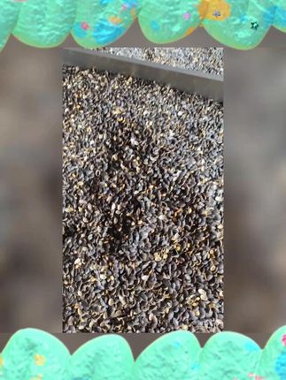 老师傅老传统精炒开口黑南瓜子管良500g250g椒盐原味炒制小粒大粒#黑南瓜子 #开口瓜子 #椒盐味瓜子 #原味瓜子 #老师傅精炒