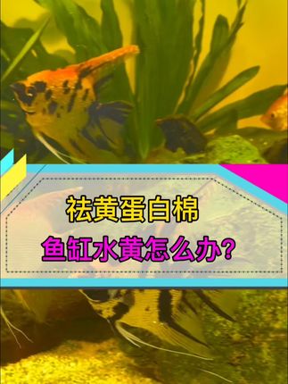 鱼缸水黄怎么办?快用蛋白棉!快速去黄水去异味,还可以反复使用 #蛋白棉去黄水#蛋白棉 #观赏鱼 #水族 #养鱼人