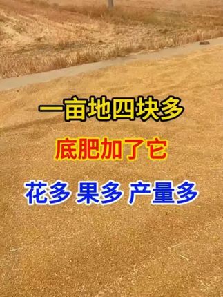 禾春富®颗粒硼小麦玉米果树蔬菜油菜底肥农用基施型缓释颗粒硼肥