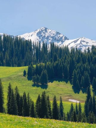 农用铁锨洋铲实耙子木棒木棍#好物推荐🔥