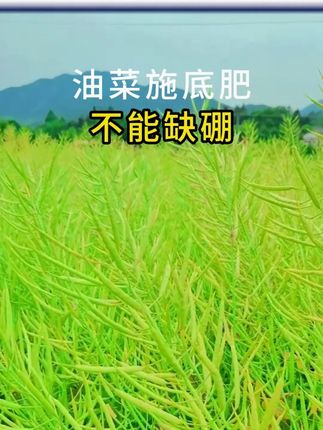油菜施底肥,尤其不能缺硼 #油菜硼肥 #油菜施肥 #油菜底肥 #油菜种植