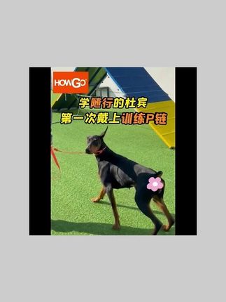 howgo赛级专业训犬p绳防爆冲一体式p链不缠绕尼龙狗狗牵引绳小狗#训犬P绳 #howgo牵引绳 #防爆冲 #不缠绕 #狗狗牵引绳