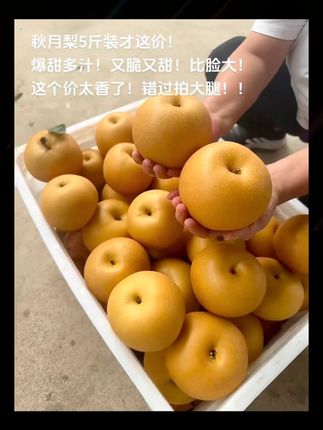 秋月梨5斤装才这价!!爆甜多汁,又脆又甜!新鲜大个,皮薄核小,果肉细嫩水润,咬一口全是汁水~太好吃了!!#秋月梨#新鲜应季水果 #脆甜多汁#快来一起尝个鲜 #超便宜超划算