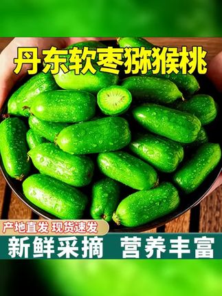 顺丰包邮 丹东头茬软枣猕猴桃龙成2号东北特产奇异莓树熟果 #软枣猕猴桃 #应季水果
