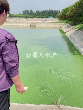 #水产养殖 #水产人 鱼塘水质问题多