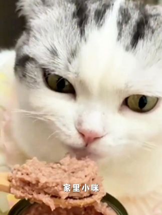 【12罐送12罐】机智宠宠物罐头85g鸡牛鱼主食罐猫猫狗狗罐头主食罐#宠物罐头