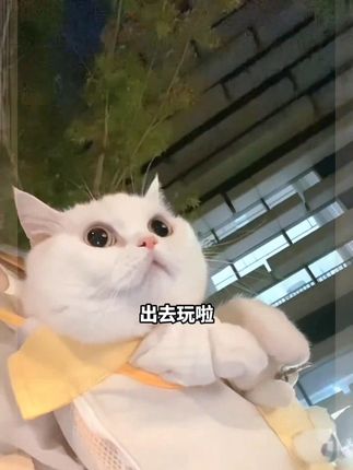 这个背包太适合小猫咪啦 #猫包 #猫包