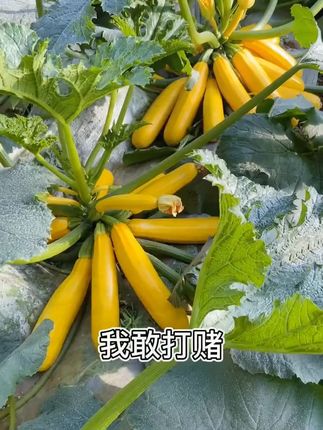 #香蕉西葫芦 营养丰富,口感细腻绵密,生吃煲汤热炒都美味,现在正是种植好时候!#在家种菜 #阳台小院均可种植