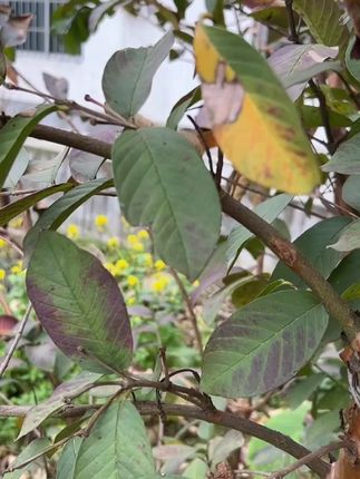 果树专用肥种植施肥促进生长活力抗病保花缓释颗粒生物有机肥果树养护  #果树施肥  #果树专用肥  #促花保果  #农业种植
