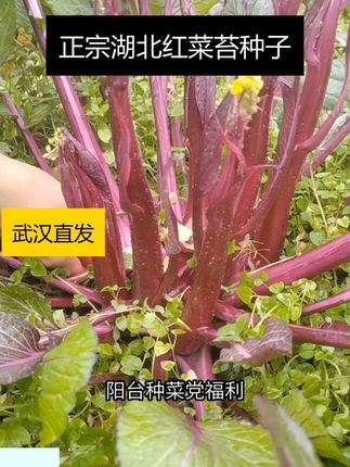 冬日种菜就选它,红菜苔种子,越冷长得越旺! #耐寒蔬菜种子 #武汉红菜苔种子 #我要上热门 #红菜苔种子 #甜菜苔种子