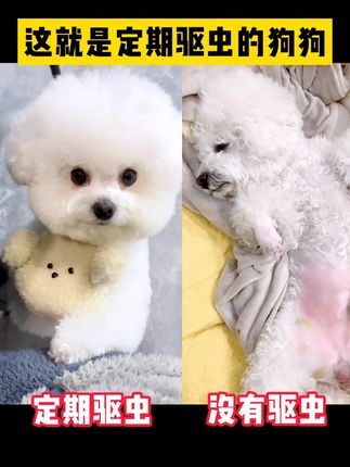 狗狗遛弯会经常招惹寄生虫 阿文告诉你不能放过虫虫#郝劭文#宠物体外驱虫