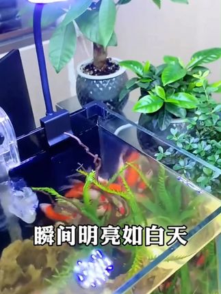 小型迷你变色led夹灯适用三色全光谱WRGB光照明USB专用 #氛围灯 #水族用品 #鱼缸灯 #鱼缸造景 #水草灯