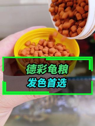 德彩发色龟粮限时85折~抓紧时间来囤货吧 #龟龟🐢 #养龟 #德彩