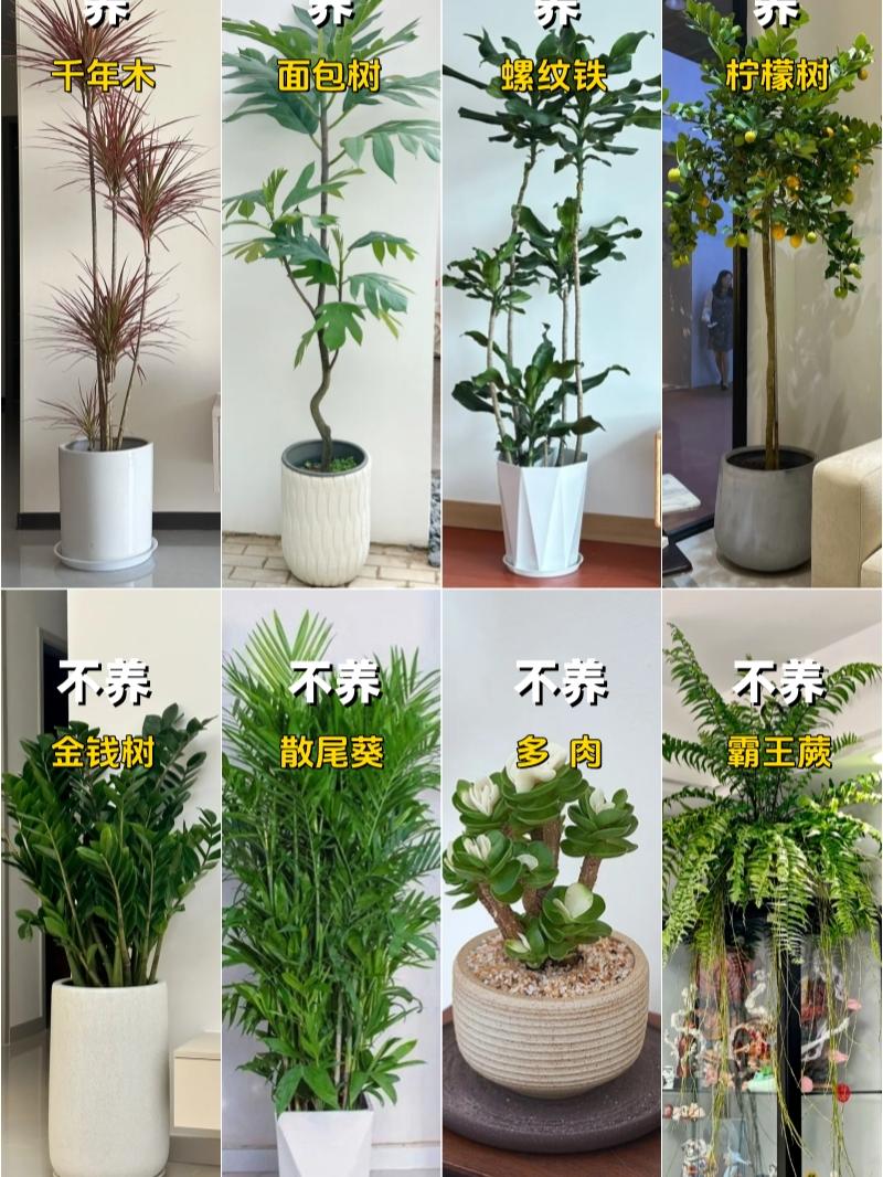 客厅绿植推荐。#绿植花卉 #养花小知识 #室内绿植推荐 #客厅绿植高档大气 #爱生活爱养花