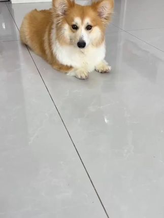 不捣蛋大小乐芙球狗狗宠物零食耐咬食用牛皮鸡肉洁齿骨成幼犬磨牙