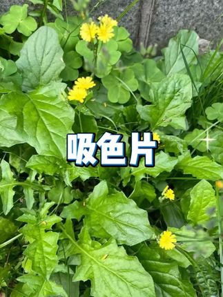 防串色洗衣片100片 #护色混洗 #吸色片 #家庭装