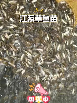 4-25厘米规格齐全包邮,运输过程破损包赔 #鱼苗 #草鱼 #四大家鱼养殖 #水产养殖 #水产人
