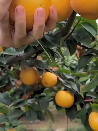 正宗秋月梨梨子头茬大果新鲜水果应当季整箱包邮批发蜜梨冰糖雪梨#秋月梨 #现摘现发新鲜到家 #优质农产品 #果园直发 #脆甜多汁