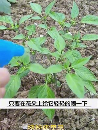 强力摧花坐果,提高坐果率,增产增收#叶面肥 #保花保果 #果树