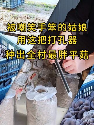 被嘲笑手笨的姑娘,用这把打孔器种出全村最胖平菇。#平菇种植 #打孔器 #菌种打孔器