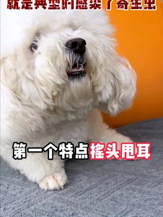 狗狗遛弯会经常招惹寄生虫 阿文告诉你不能放过虫虫#郝劭文#宠物体外驱虫