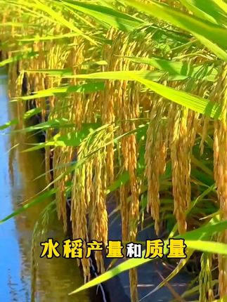 水稻高产秘诀大公开!科学施肥让产量翻倍! #服务三农支持三农 #水稻种植 #农业种植 #种植小技巧