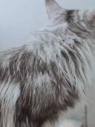 大口喝汤超满足! #猫咪 #naisi奶思 #奶思汤包 #猫咪补水 #萌宠好物
