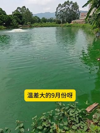 #四大家鱼养殖 #水产养殖 #水产 #肥水 #牧饲康百亩复合肥水王
