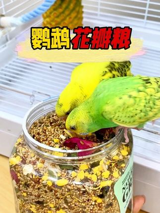 秋天到了给鹦鹉换这种花瓣粮补充营养不掉毛,关键适口性还好#鹦鹉鸟粮