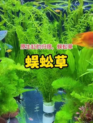 水草原则困难症,首选蜈蚣草,试试吧。飘在水里着养。#鱼缸里的大自然 #抖音618好物节 #玻璃缸中的大自然 #水草造景