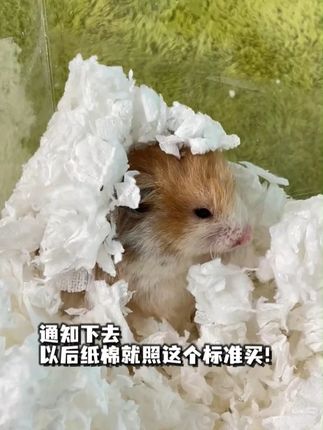 通知下去!以后纸棉就照这个标准买! #仓鼠 #仓鼠纸棉 #养鼠好物推荐 #养鼠 #宠尚天
