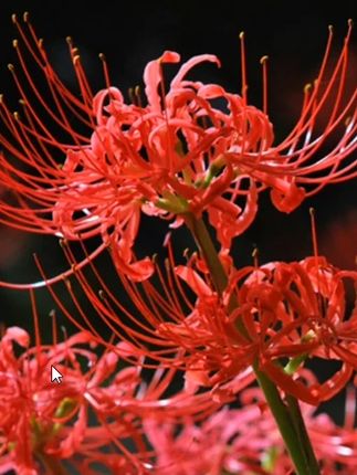 彼岸花种球#彼岸花 #曼珠沙华 #曼珠沙华彼岸花 #一花一草一世界 #爱生活爱养花