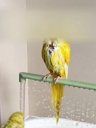 Y#鹦鹉鸟类洗澡神器