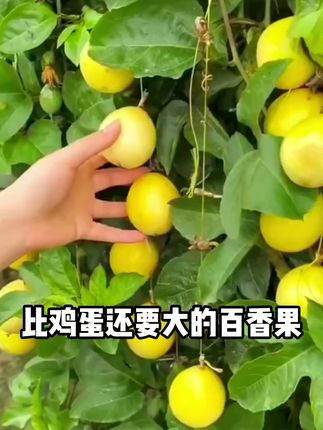 艾特你最好的朋友请你吃 几乎纯甜无酸的百香果你吃过吗?#新鲜应季水果 #黄金百香果