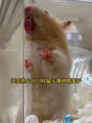 告别手忙脚乱!仓鼠自动喂食器让喂食变轻松~ #仓鼠喂食器 #仓鼠宝宝的日常 #仓鼠用品