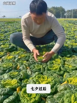 黄心乌塌菜,口感脆嫩鲜美,营养价值高,推荐你也种一些吧 爱吃乌塌菜不用买,自己在家就能种,推荐一款耐热又耐寒的黄心乌塌菜。雪下塌菜赛羊肉说的就是#乌塌菜 ,立秋播种下雪采收#黄心乌塌菜 #蔬菜种子 #家庭种植纯天然绿色蔬菜 #蔬菜种子