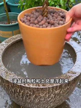 彩色陶粒,给花卉打造梦幻垫底与造景! #养花陶土 #花卉营养土 #透气陶土 #盆栽造景 #水培神器