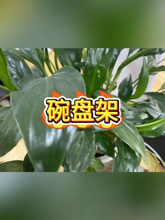 沥水架 #厨房收纳 #餐具整理 #居家好物 #水槽置物 #收纳神器