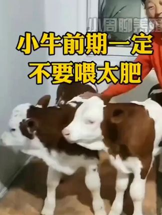 开胃王,轻松养牛 #养牛#养牛人#养牛技术#养牛致富
