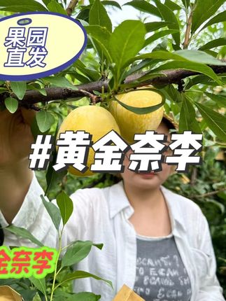 正宗黄金奈李新鲜应季水果#黄金奈李 #正宗黄金奈李 #水果黄金奈李 #视频同款 #好物推荐