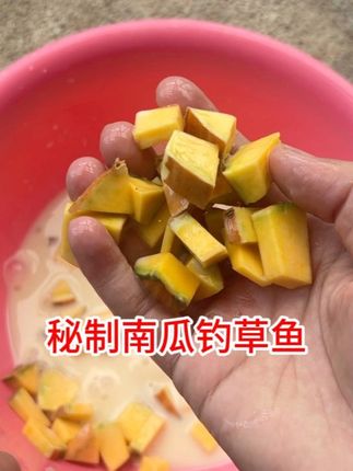 秘制南瓜钓草鱼,钓草鱼还是那么得劲儿#钓鱼 #爆护饵料 #钓草鱼 #饵料窝料 #钓大鱼
