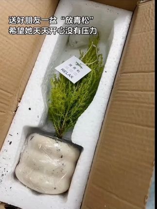 这个春天给好朋友送一盆“放青松”!希望她天天开心没有压力轻松又自在#放青松 #枯木逢春 #青松 #室内绿植 #养花小知识