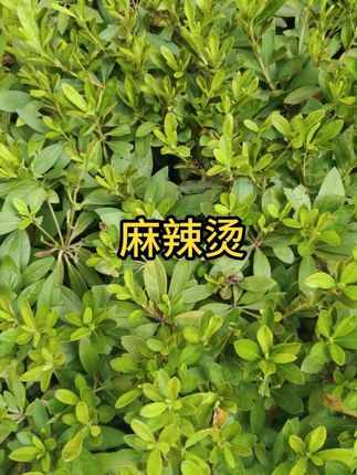 #黏糊麻辣烫 #麻辣烫推荐 #麻辣烫