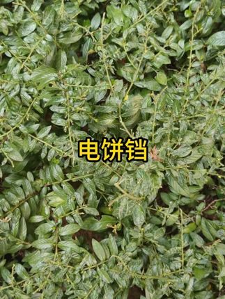 双面恒温加热加大加深多功能早餐烙饼电煎锅钛涂层 #电饼铛 #金正电饼铛 #杜克和一哥