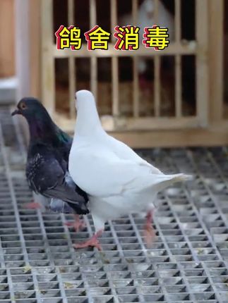 #家禽养殖#养鸟经验分享#三农#养鸽人#牧商网过硫