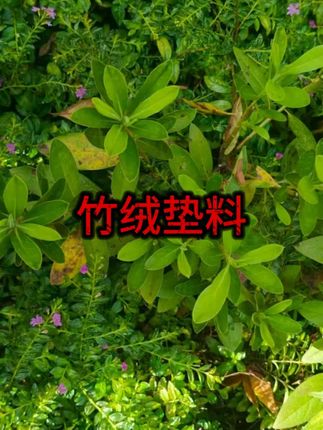 #垫料 #好物分享 #好物推荐