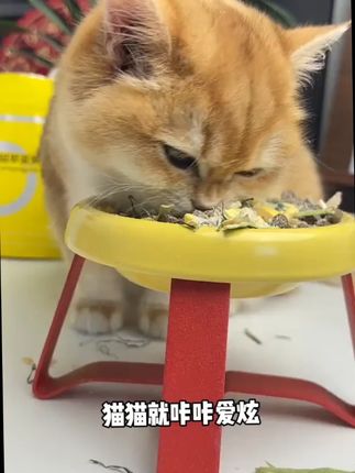 加一勺猫咪框框干饭,只有鸡肉,猫草和原切蛋黄,真材实料美毛亮毛,还能温和排毛球 #猫草 #猫草磨牙棒 #新手养猫 #猫粮拌饭肉松 #吃猫草的好处