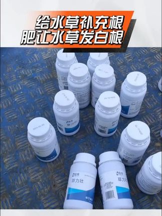 #草力壮 快速扎根,高温不出水