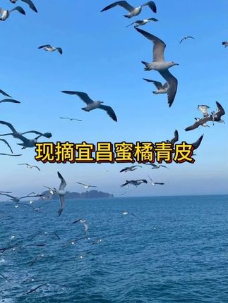 桔子熟了!终于吃到了酸甜可口的青皮蜜橘 ! 馋了好久,真的巨好吃解腻~非常新鲜吃不腻~#蜜橘 #橘子#优质农产品#新鲜应季水果#无限回购的宝藏单品#在抖音入手的好东西